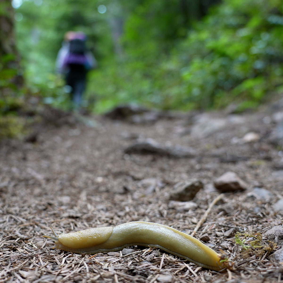 SEPT 2026: Banana Slug